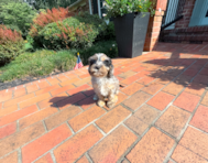 9 week old Cavapoo Puppy For Sale - Simply Southern Pups