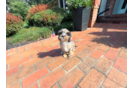 Cavapoo Puppy for Adoption