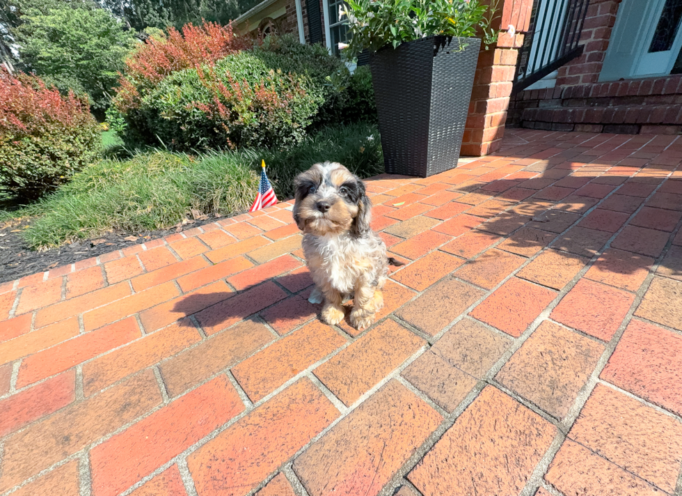 Cavapoo Puppy for Adoption