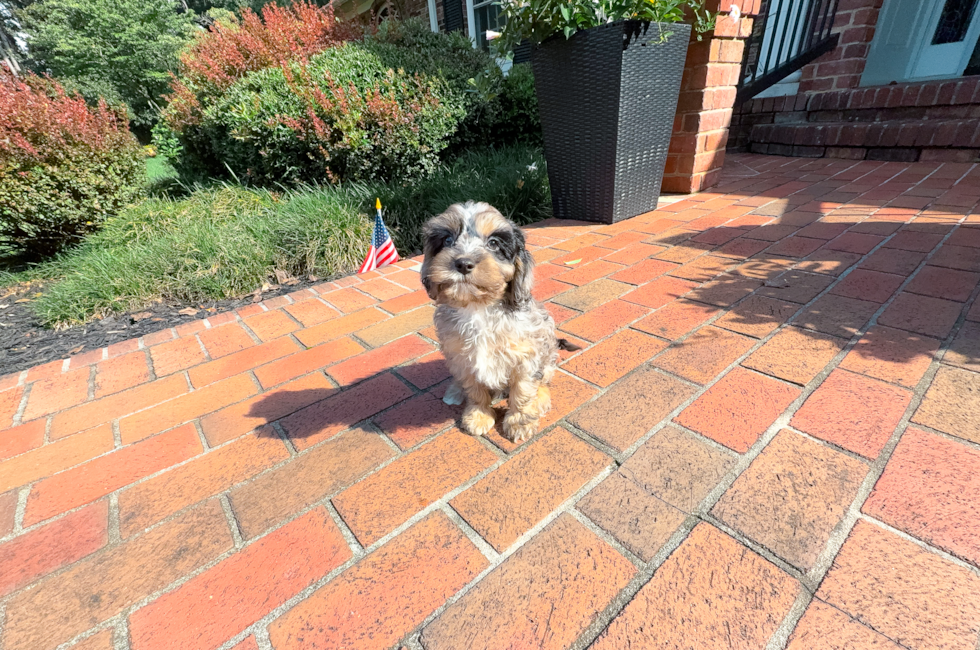 9 week old Cavapoo Puppy For Sale - Simply Southern Pups