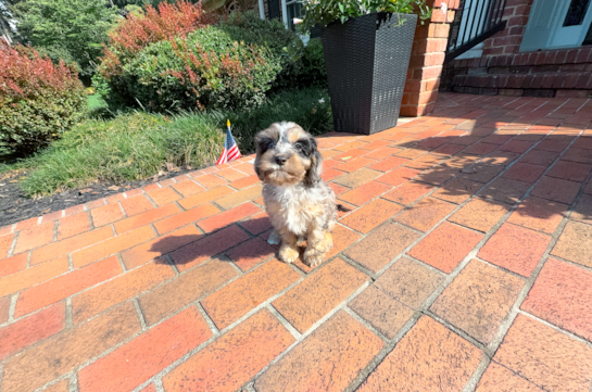 Cavapoo Puppy for Adoption