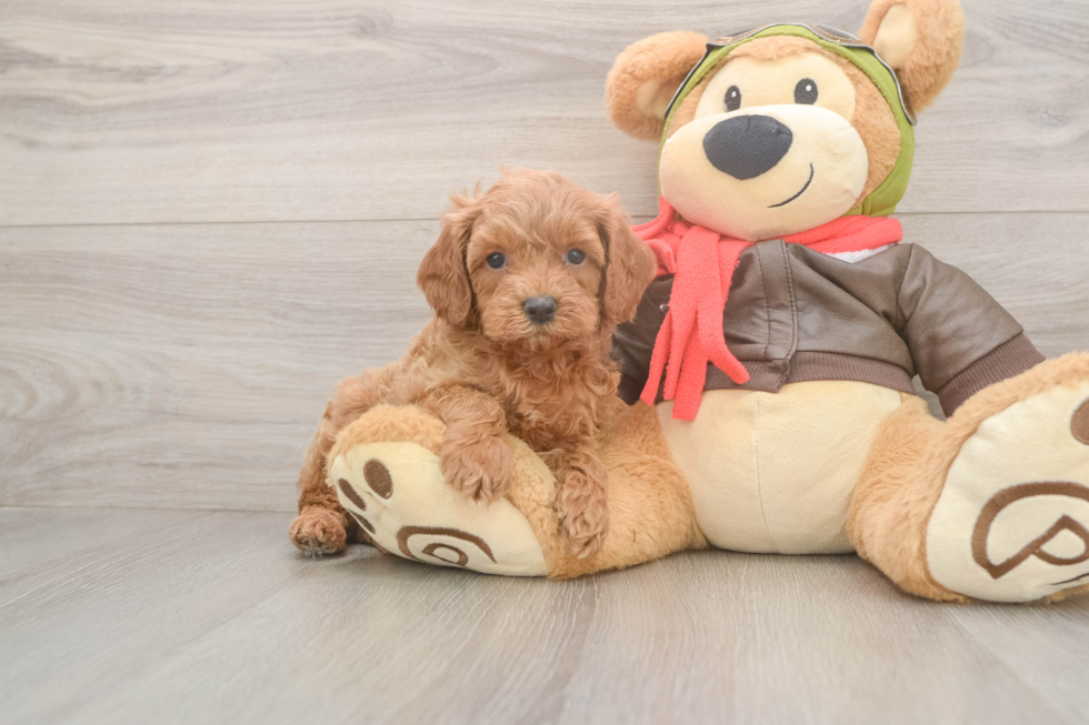 Cavapoo Pup Being Cute