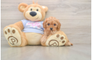 Cavapoo Puppy for Adoption