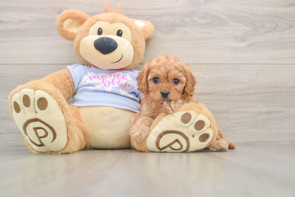 Cavapoo Puppy for Adoption
