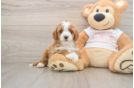 Cavapoo Pup Being Cute