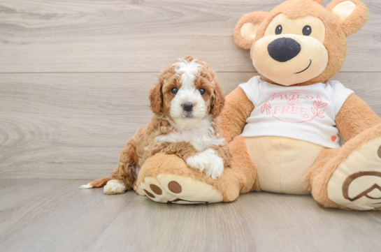 Cavapoo Pup Being Cute