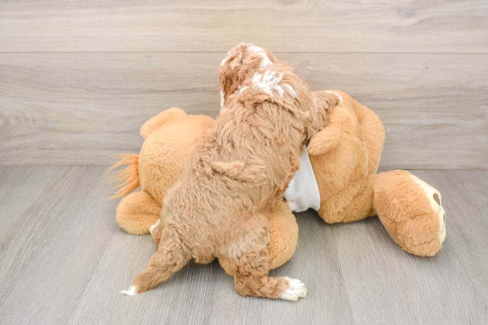 Best Cavapoo Baby