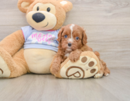 5 week old Cavapoo Puppy For Sale - Simply Southern Pups