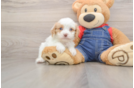 Petite Cavapoo Poodle Mix Pup