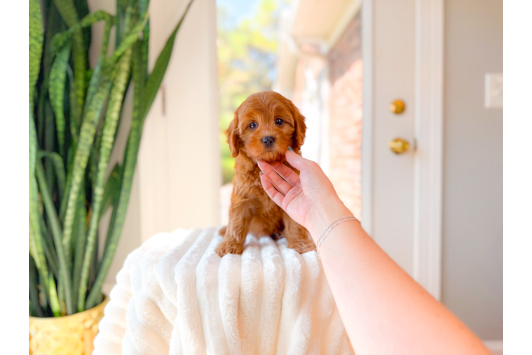 Best Cavapoo Baby
