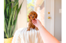 Best Cavapoo Baby