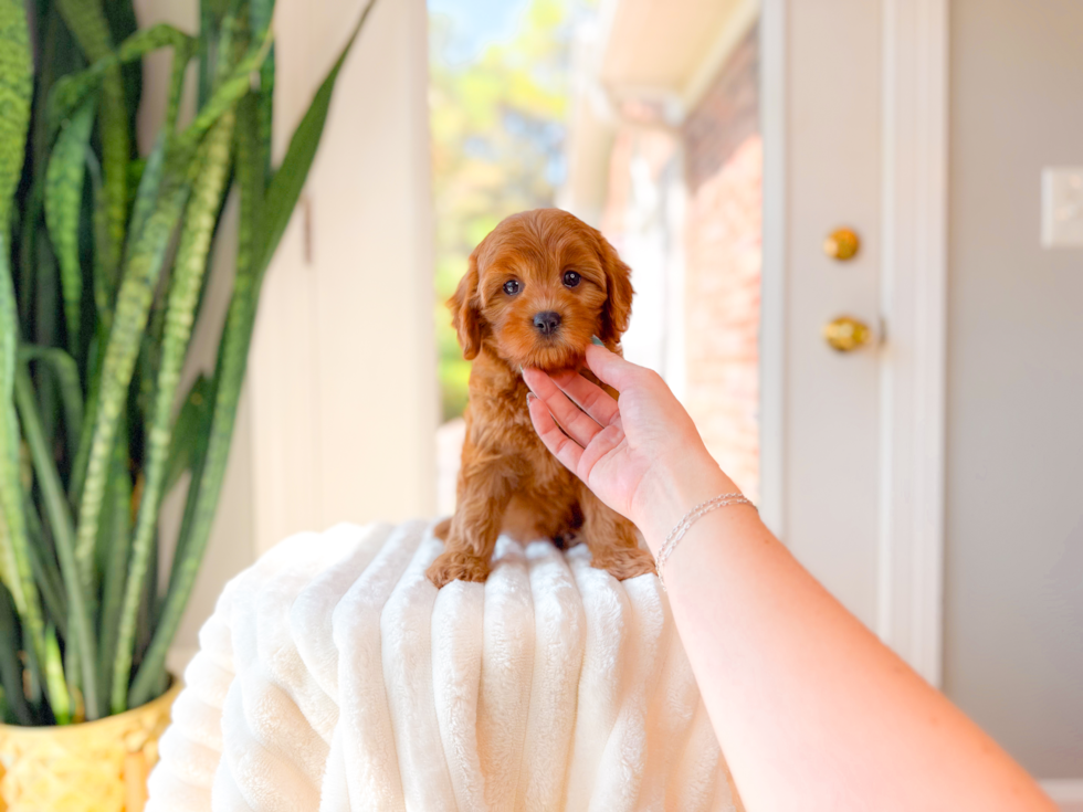 Best Cavapoo Baby