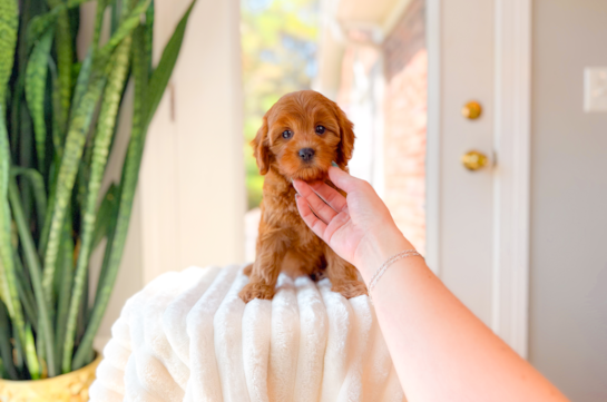 Best Cavapoo Baby