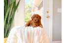 Cavapoo Puppy for Adoption