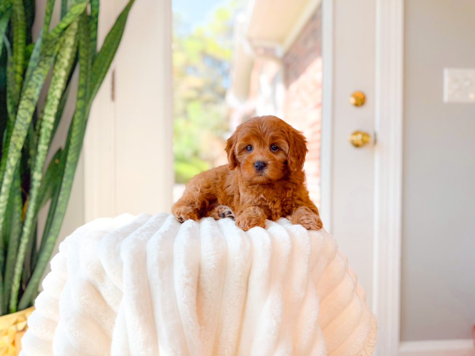 Cavapoo Puppy for Adoption