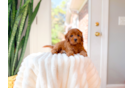 Best Cavapoo Baby