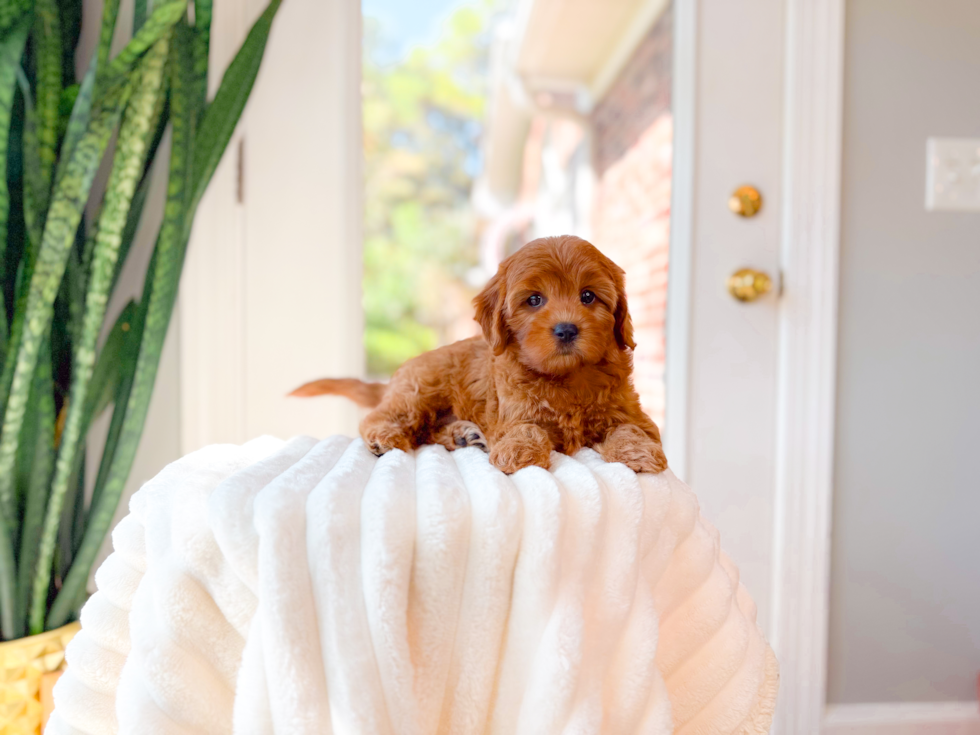 Best Cavapoo Baby