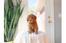 Cavapoo Puppy for Adoption