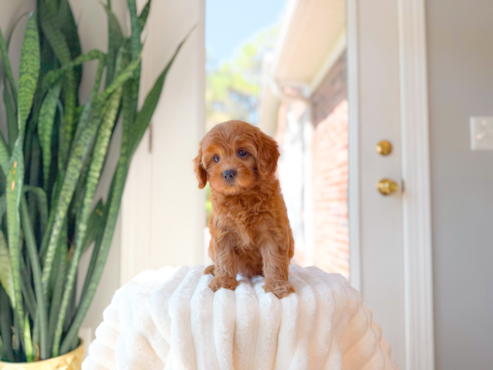 Cavapoo Puppy for Adoption