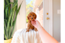 Cute Cavapoo Poodle Mix Pup