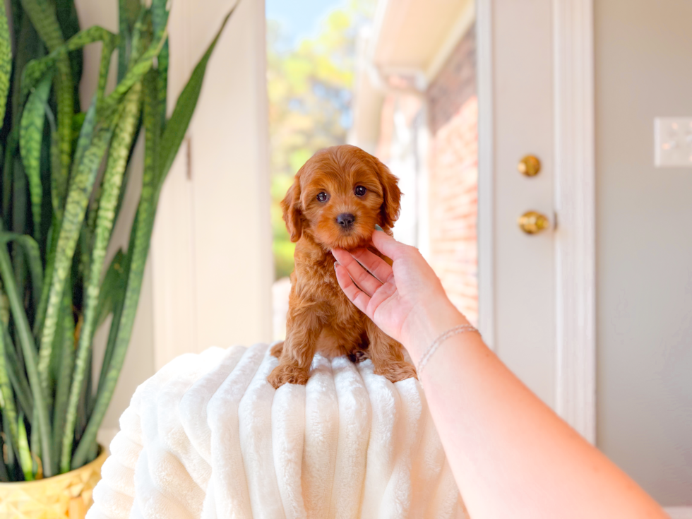 Cute Cavapoo Poodle Mix Pup