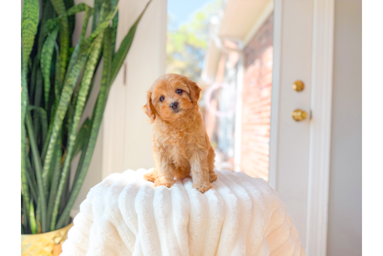 Best Cavapoo Baby