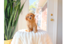 Best Cavapoo Baby
