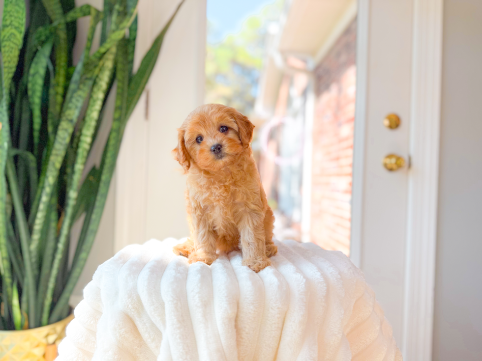 Best Cavapoo Baby