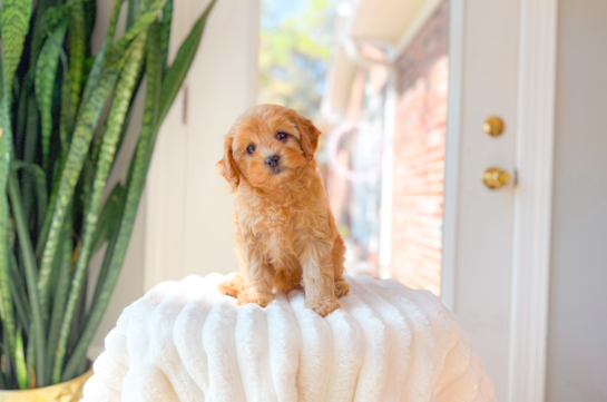 Best Cavapoo Baby