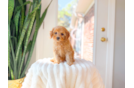 Cute Cavapoo Poodle Mix Pup