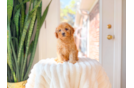 Cavapoo Pup Being Cute