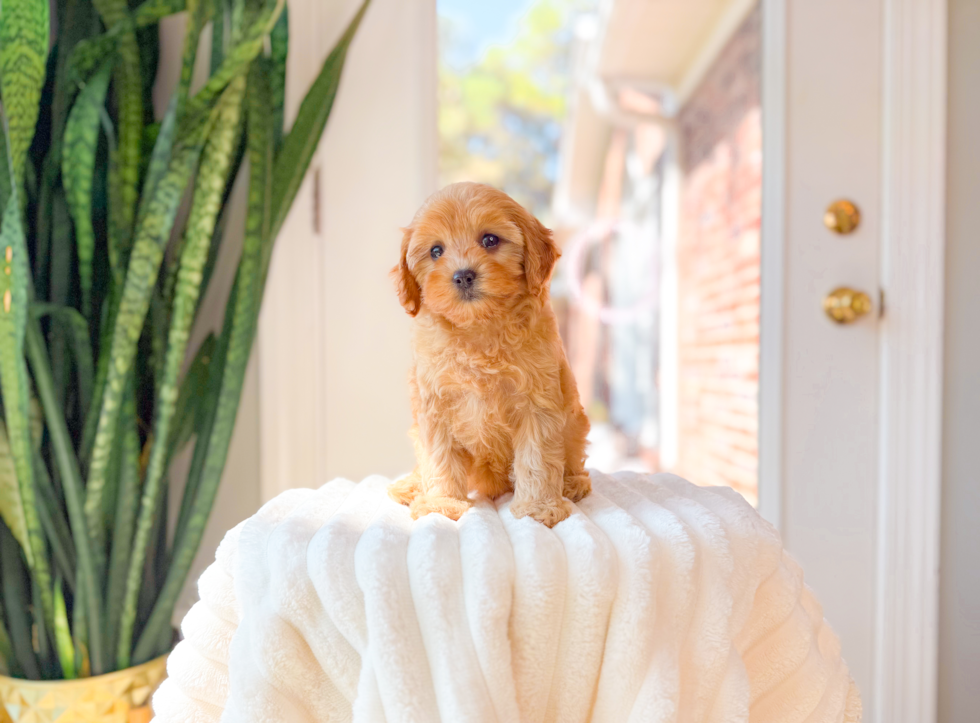 Cavapoo Pup Being Cute
