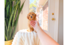 Best Cavapoo Baby