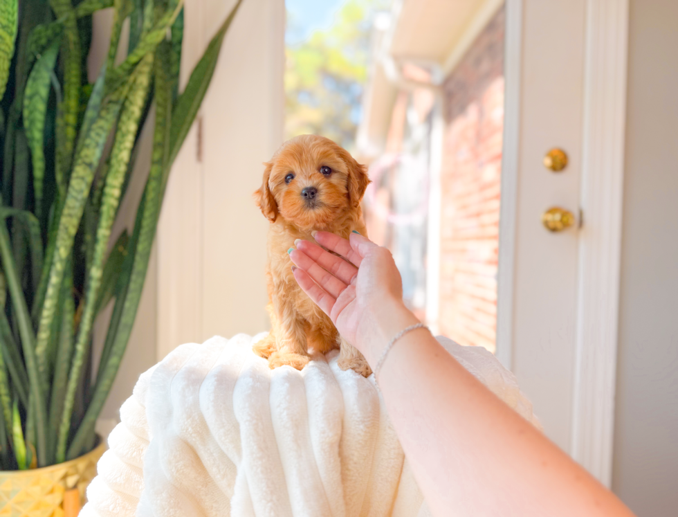 Best Cavapoo Baby