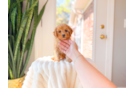 Cavapoo Puppy for Adoption