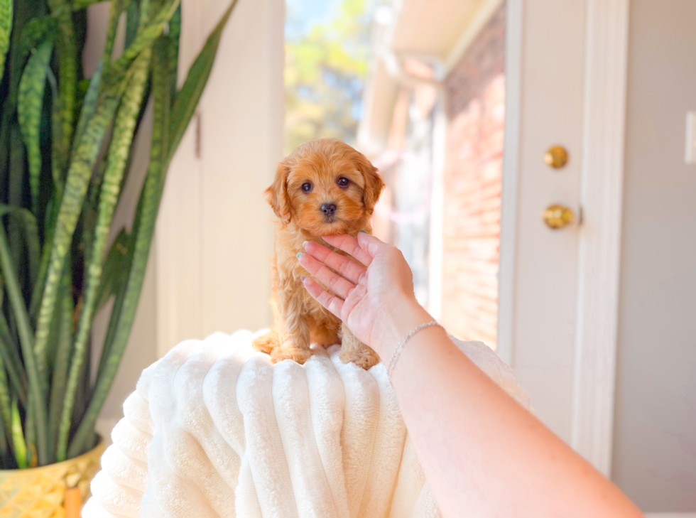 Cavapoo Puppy for Adoption