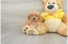 Cavapoo Puppy for Adoption