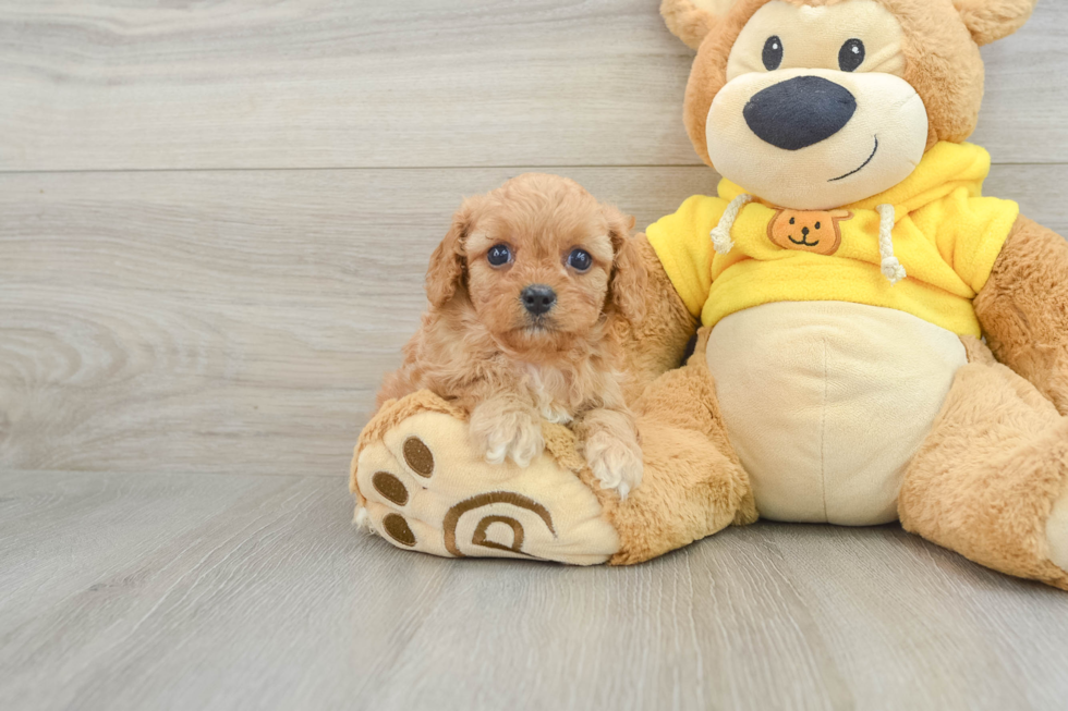 Cavapoo Puppy for Adoption