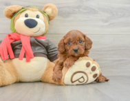8 week old Cavapoo Puppy For Sale - Simply Southern Pups