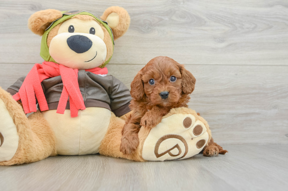 8 week old Cavapoo Puppy For Sale - Simply Southern Pups