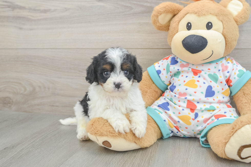 6 week old Cavapoo Puppy For Sale - Simply Southern Pups