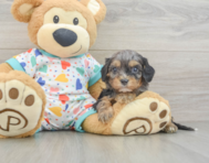 8 week old Cavapoo Puppy For Sale - Simply Southern Pups