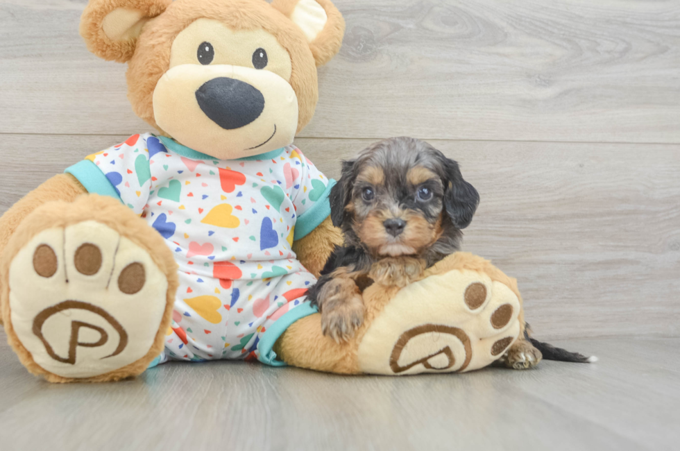 5 week old Cavapoo Puppy For Sale - Simply Southern Pups