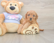 8 week old Cavapoo Puppy For Sale - Simply Southern Pups