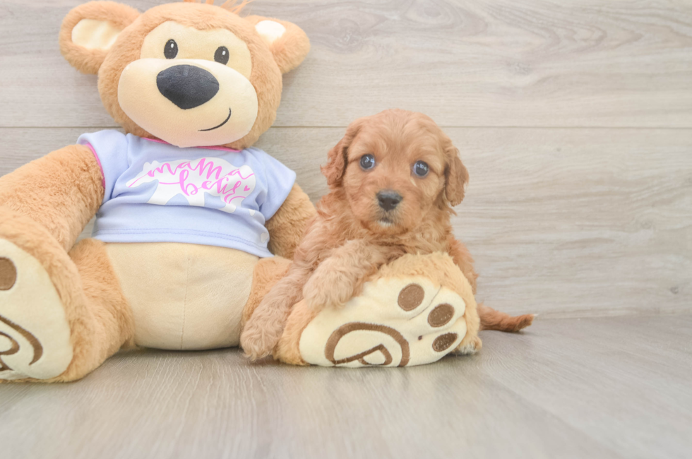 5 week old Cavapoo Puppy For Sale - Simply Southern Pups