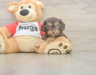 6 week old Cavapoo Puppy For Sale - Simply Southern Pups