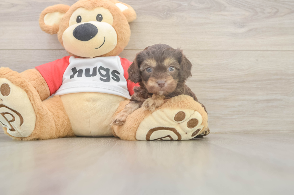5 week old Cavapoo Puppy For Sale - Simply Southern Pups