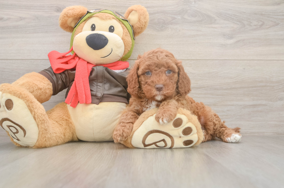 5 week old Cavapoo Puppy For Sale - Simply Southern Pups