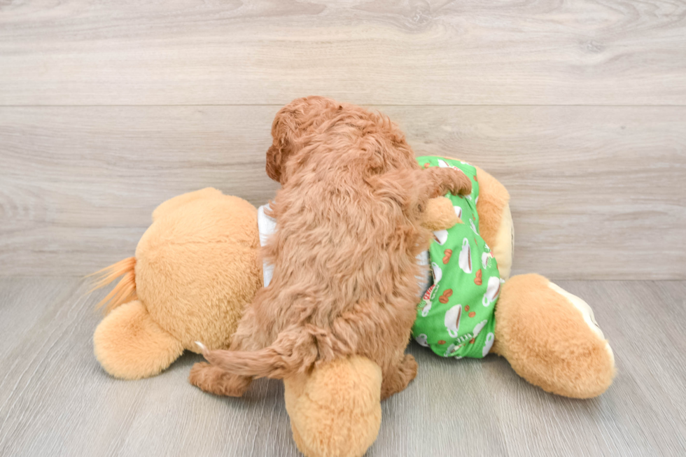 Playful Cavapoodle Poodle Mix Puppy