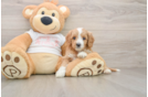 Cavapoo Puppy for Adoption